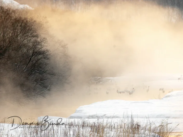 Red-crowned cranes in morning mist