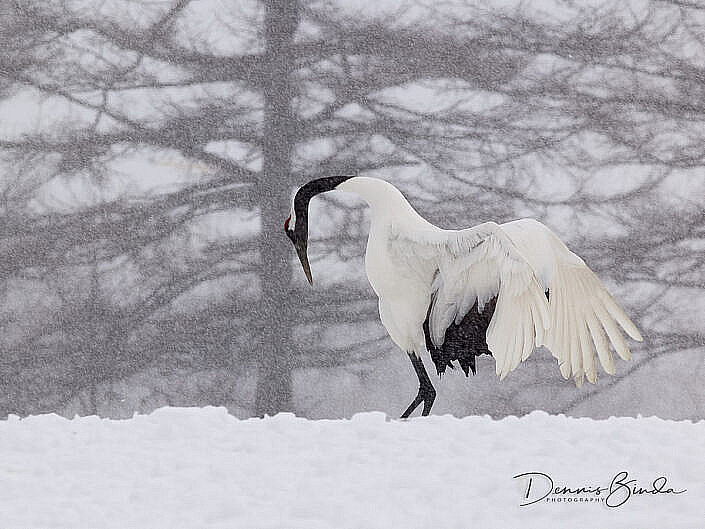 Three Red-crowned cranes landing in the snow