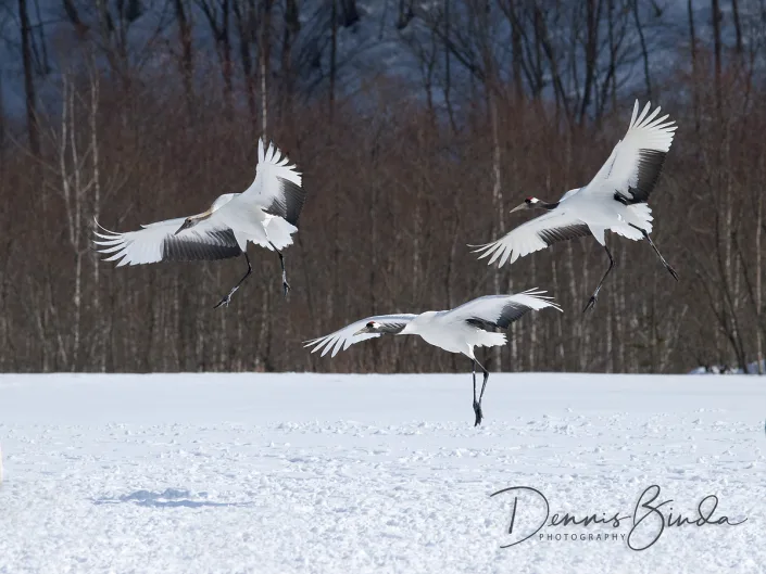 Three Red-crowned cranes landing in the snow