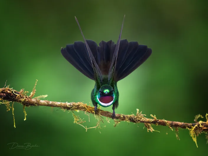 Gorgeted Sunangel, Gekraagde Zonnekolibrie met open vleugels