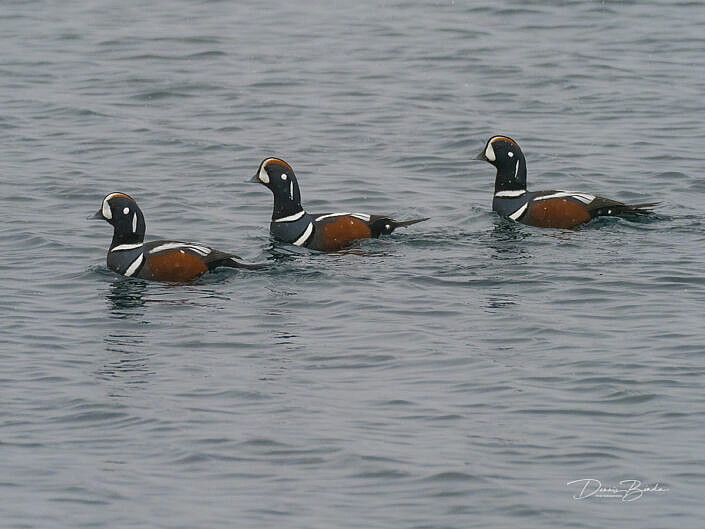 Three Harlekijneenden - Harlequin Ducks swimming