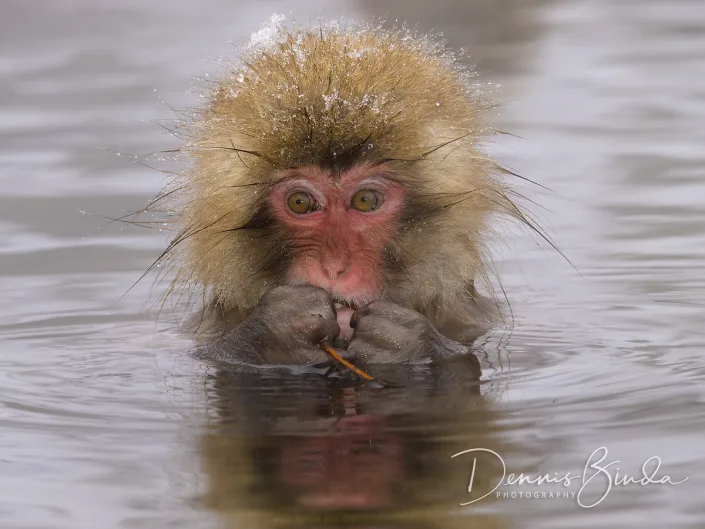 Profiel van een jonge Japanse Makaak