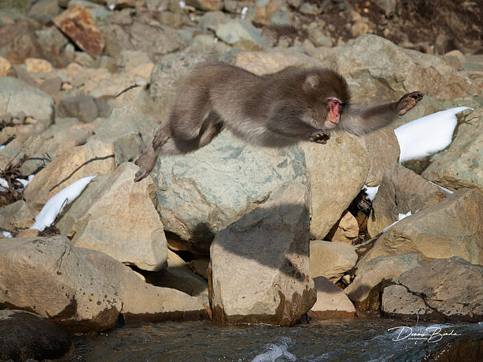 Japanse makaak, Japanese macaque jumping from rock