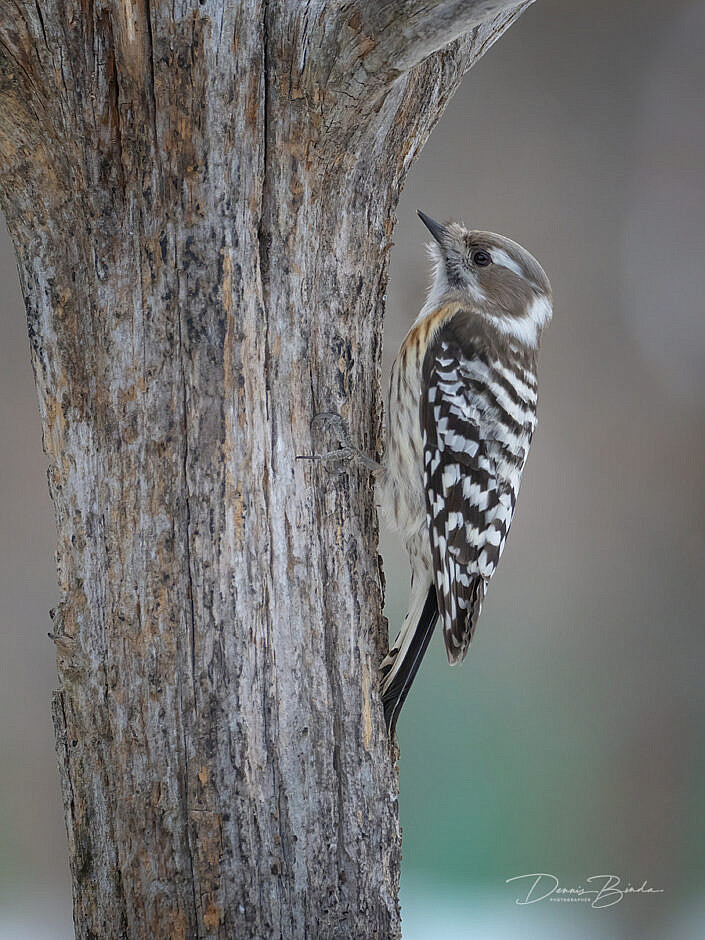 Kizukispecht - Japanese Pygmy Woodpecker sitting against tree trunk