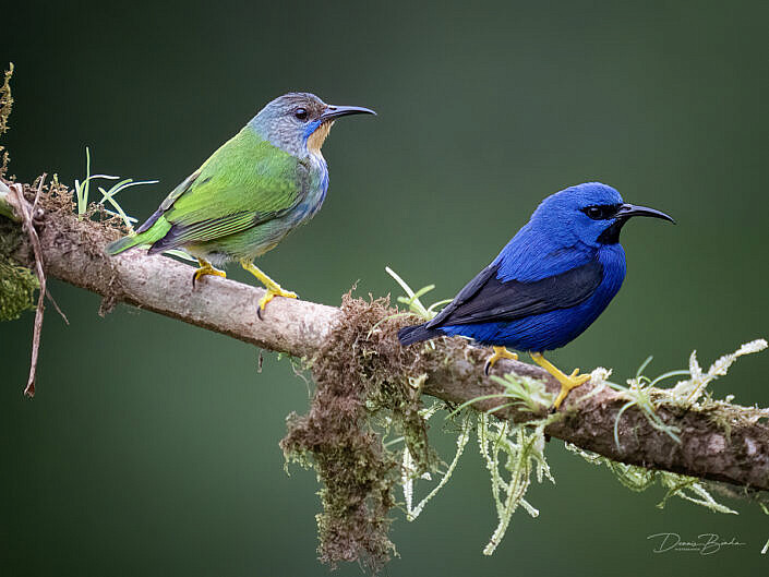 Geelpootsuikervogel - Cyanerpes lucidus - Shining honeycreeper (male)