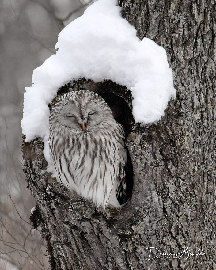 Ural owl, oeraluil, sitting in tree cavity