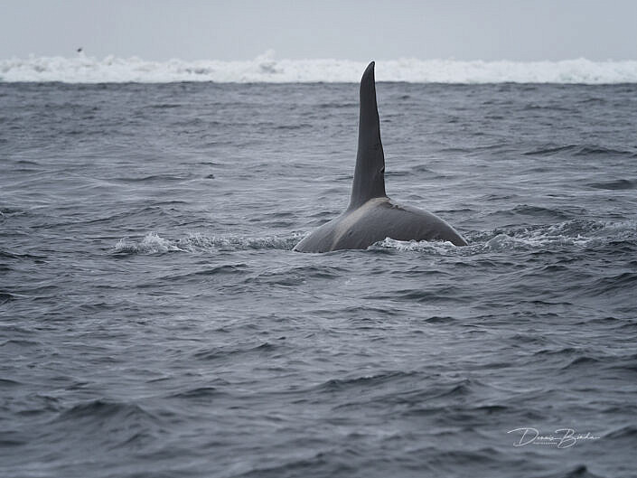 Orca - Orcinus orca swimming near Rausu Hokkaido