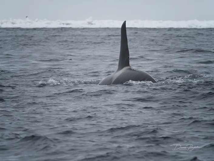 Orca - Orcinus orca swimming near Rausu Hokkaido