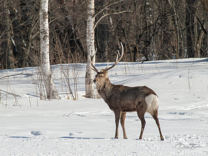 Sikahert - Sika deer - in the snow