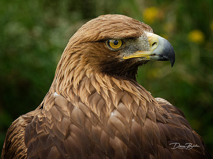 Steenarend - Golden Eagle - Aguila chryseatos