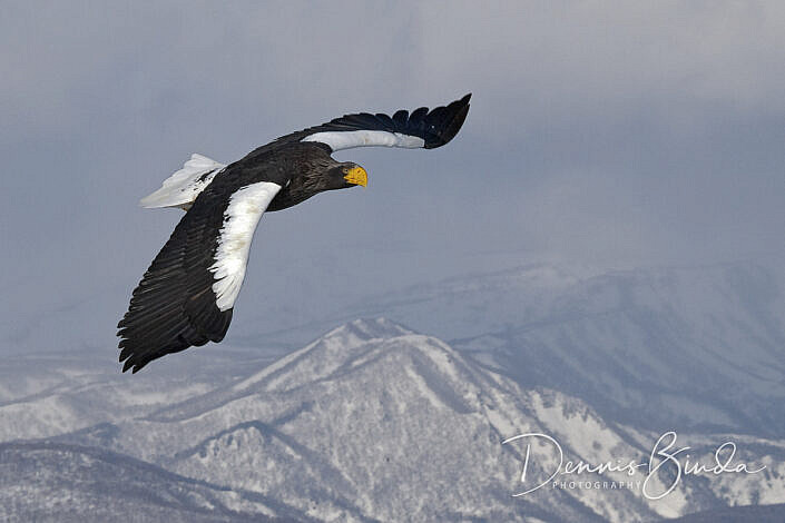 Stellers zeearend - Steller's Sea-Eagle on the fly bye