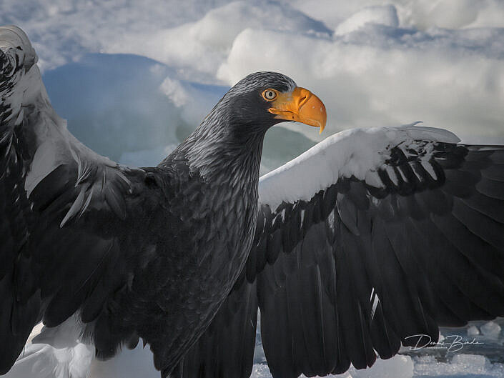 Stellers zeearend - Steller's Sea-Eagle portrait in the snow