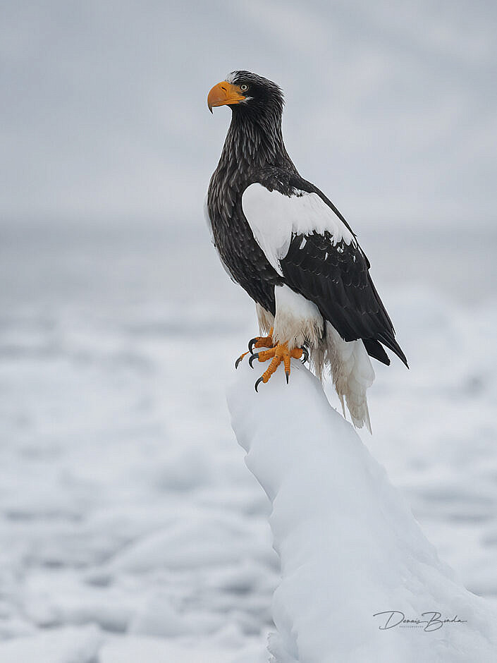 Stellers zeearend - Steller's Sea-Eagle sitting on a piece of ice