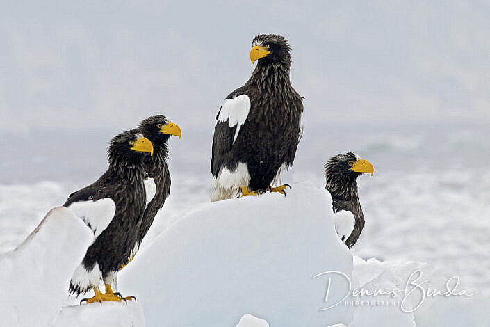 Stellers zeearend - Steller's Sea-Eagle resting on the ice