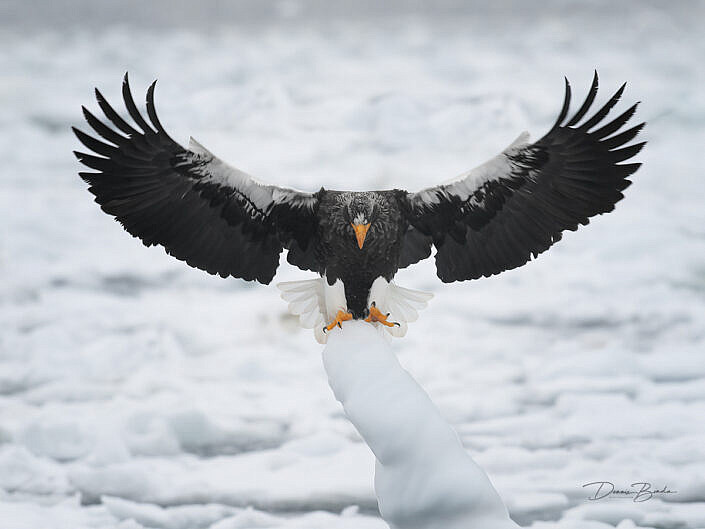 Stellers zeearend - Steller's Sea-Eagle landing pose