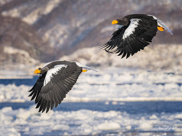 Two Stellers Sea-eagels flying close to each other