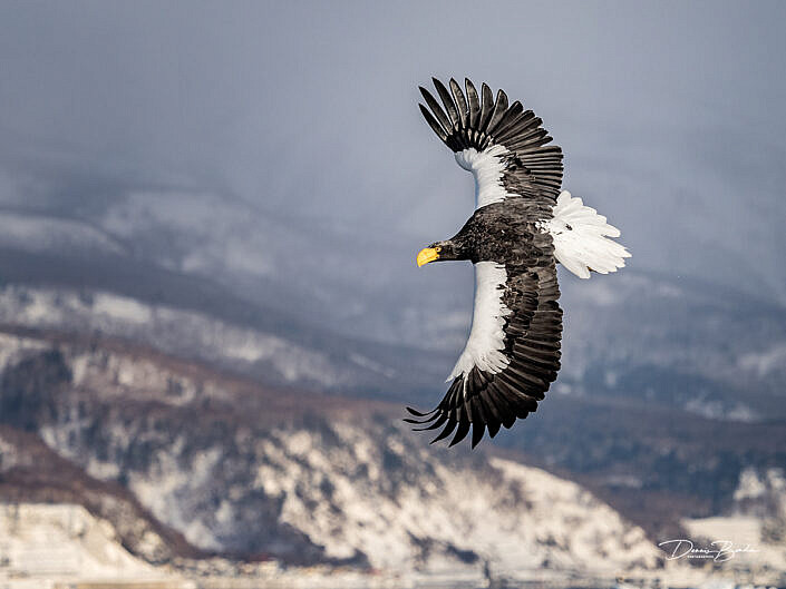 Stellers zeearend - Steller's Sea-Eagle banking in the sky