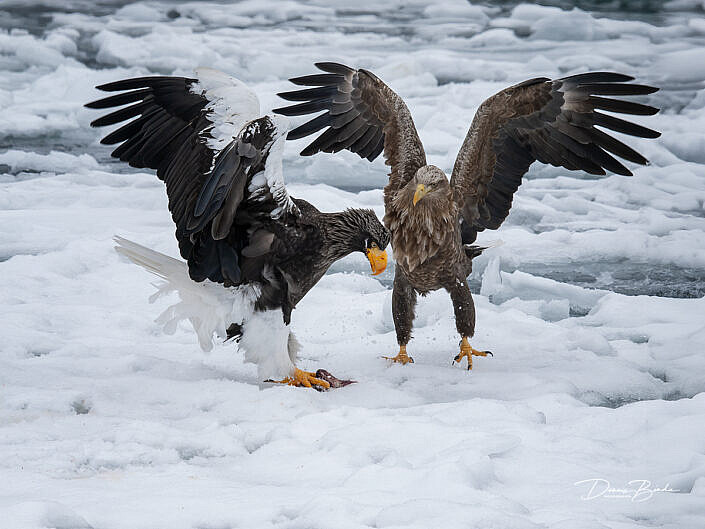 Stellers zeearend - Steller's Sea-Eagle and white-tailed eagle