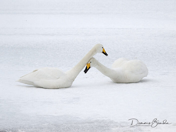 two whooper swans in the snow