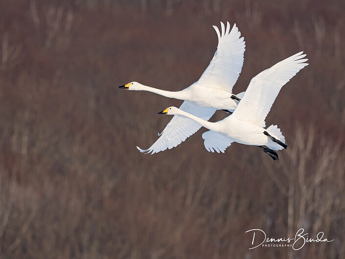 two whooper swans flying by