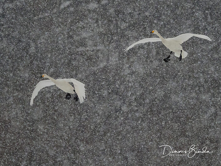 Two whooper swans flying throug the snow