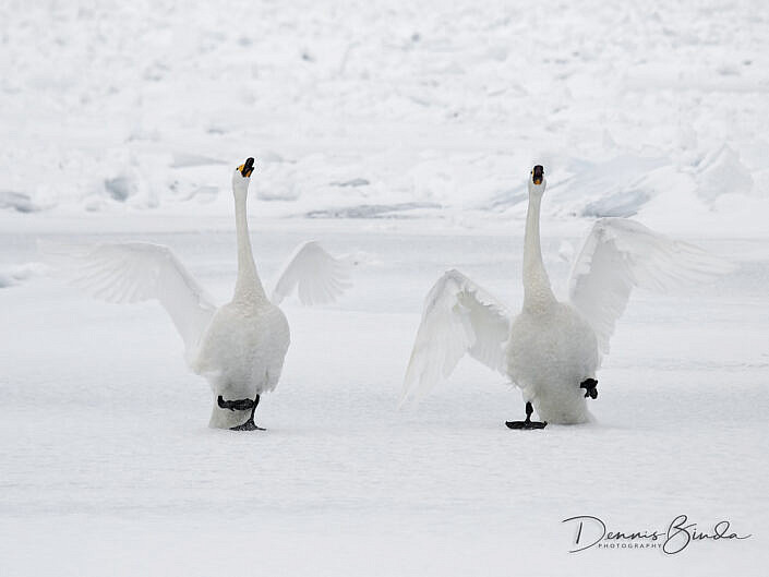 whooper swans dancing on ice