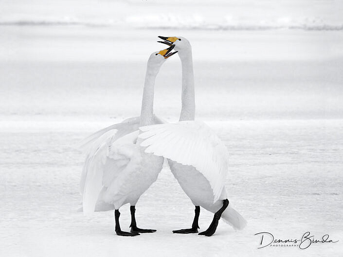 whooper swans embracing