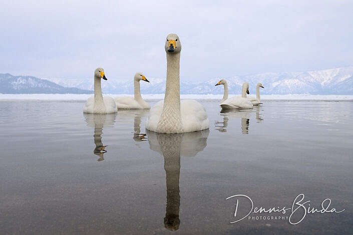 whooper swans on lake Kussharo