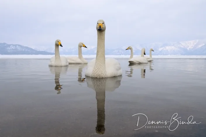 whooper swans on lake Kussharo