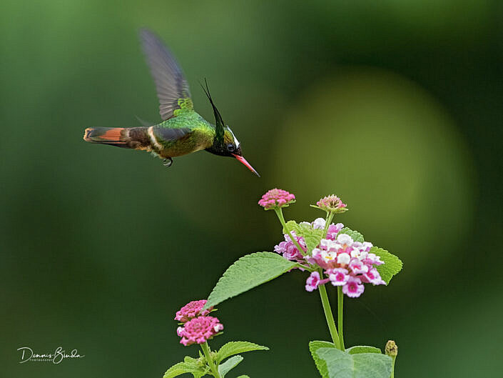 White-crested coquette, Witkuifkoketkolibrie near pink flower