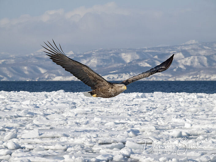 Zeearend, White-tailed eagle, Haliaeetus albicilla flying over pack ice