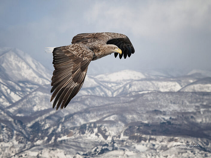 Zeearend, White-tailed eagle, flying over mountains near Rausu