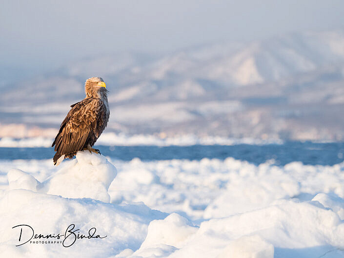 Zeearend - White-tailed eagle - sitting on drift ice