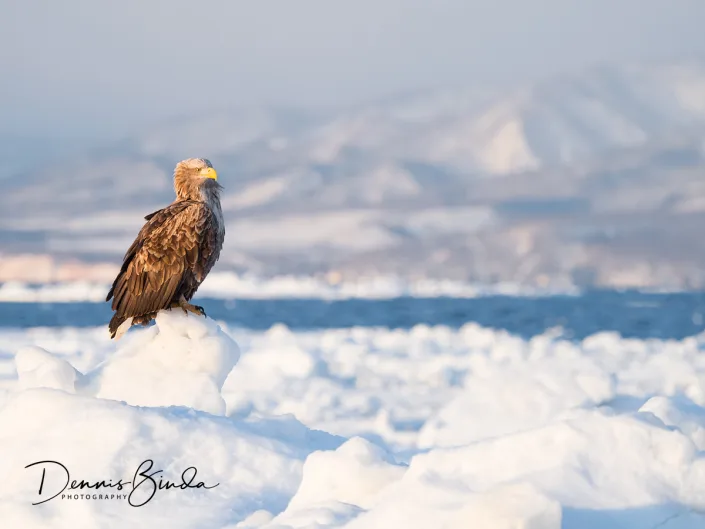 Zeearend - White-tailed eagle - sitting on drift ice