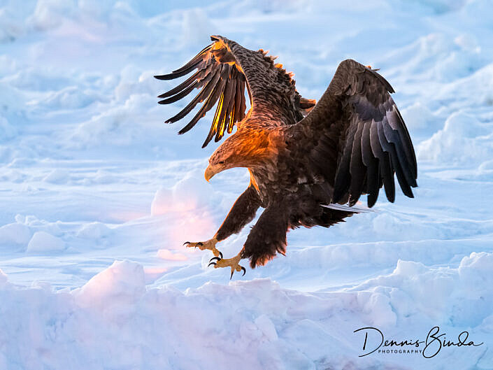 Zeearend - White-tailed eagle landing on ice