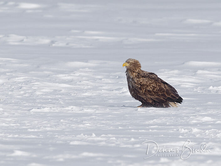 Zeearend, White-tailed eagle, Haliaeetus albicilla sitting on the snow