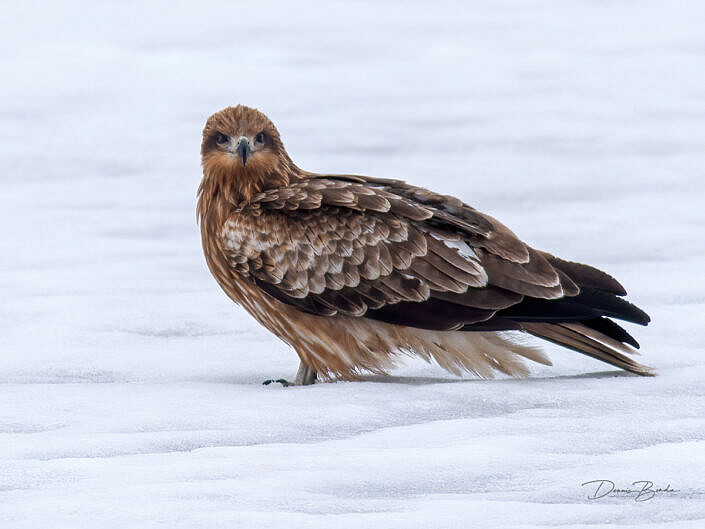 Zwarte wouw - Black kite resting on the snow