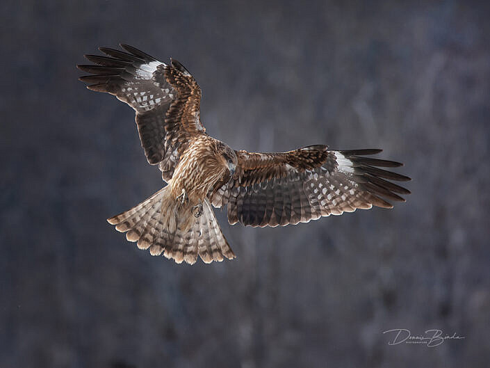 Zwarte wouw - Black kite looking down