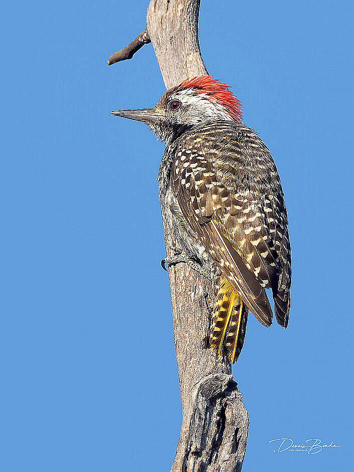 Cardinal Woodpecker - Kardinaalspecht on a branch