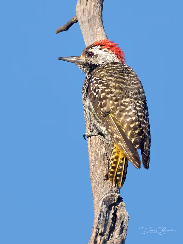 Cardinal Woodpecker - Kardinaalspecht on a branch