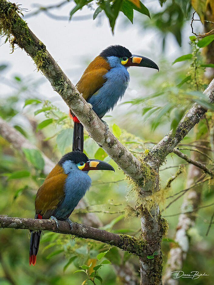 Two Plate-billed Mountain-toucans, Zwartkruinbergtoekans together in a tree