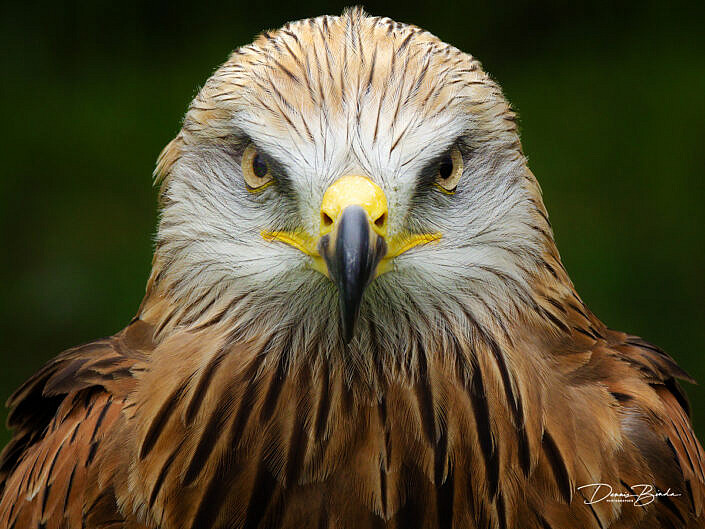 Portrait of a Red Kite