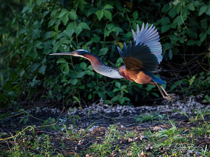 Agamireiger - Agami heron flying away