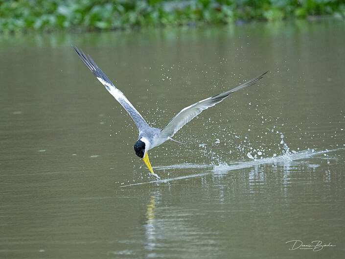 Amazonestern - Yellow-billed Tern catching a fish