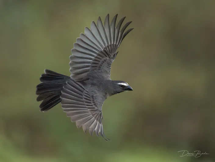 Amazonische grijze saltator - Bluish-gray Saltator - Saltator coerulescens