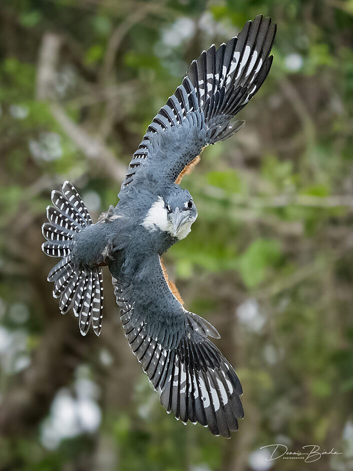 Amerikaanse reuzenijsvogel - Ringed kingfisher banking in flight