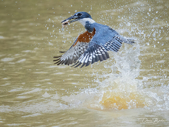 Amerikaanse reuzenijsvogel - Ringed kingfisher catching a fish