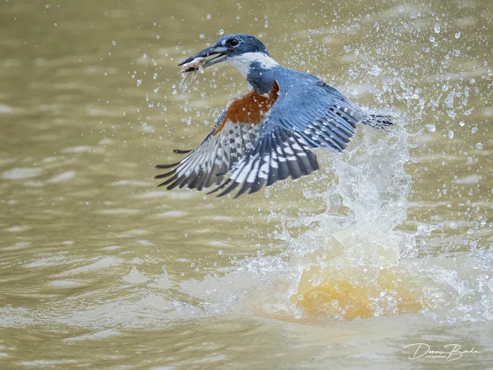 Amerikaanse reuzenijsvogel - Ringed kingfisher catching a fish