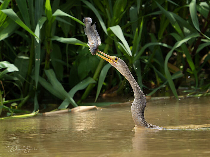 Amerikaanse slangenhalsvogel - Anhinga with caught fish