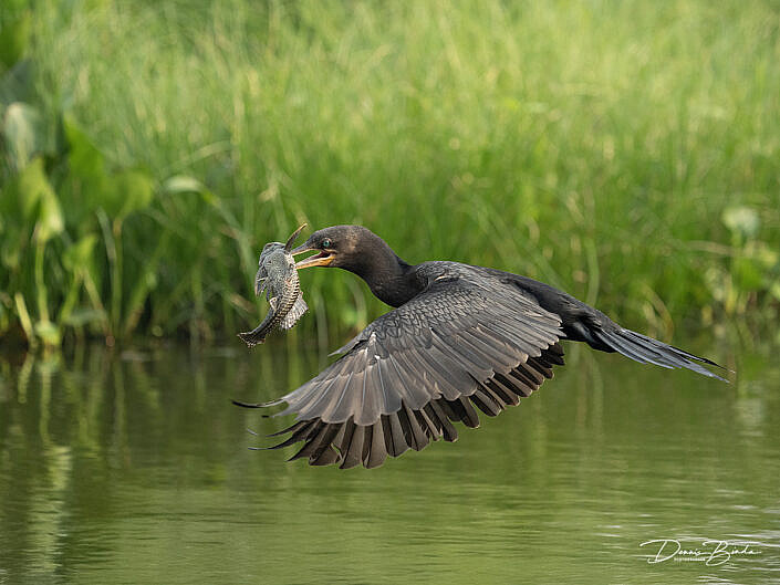 Bigua-aalscholver - Neotropic cormorant with a fish